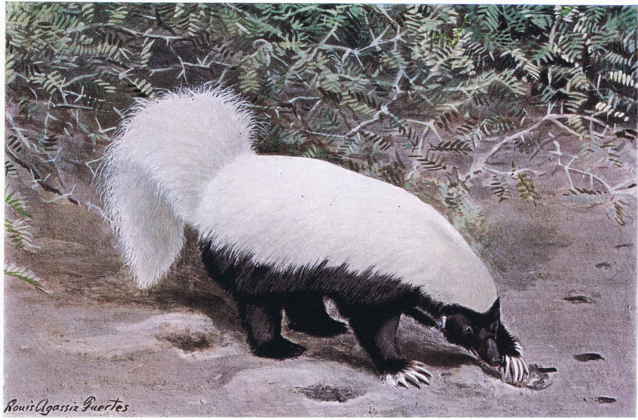 Hog Nosed Skunk, top branco, fundo preto, escava por comida com garras compridas de Louis Agassiz Fuertes
