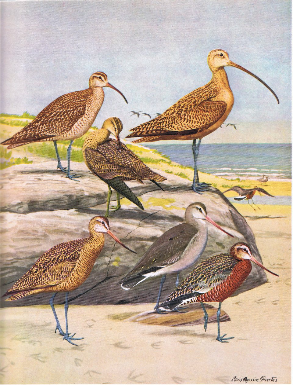 Maçarico Hudsonian, Maçarico Eskimo, Maçarico Longo faturado, Maçarico Marmoreado, Godwit Hudsonian de Louis Agassiz Fuertes