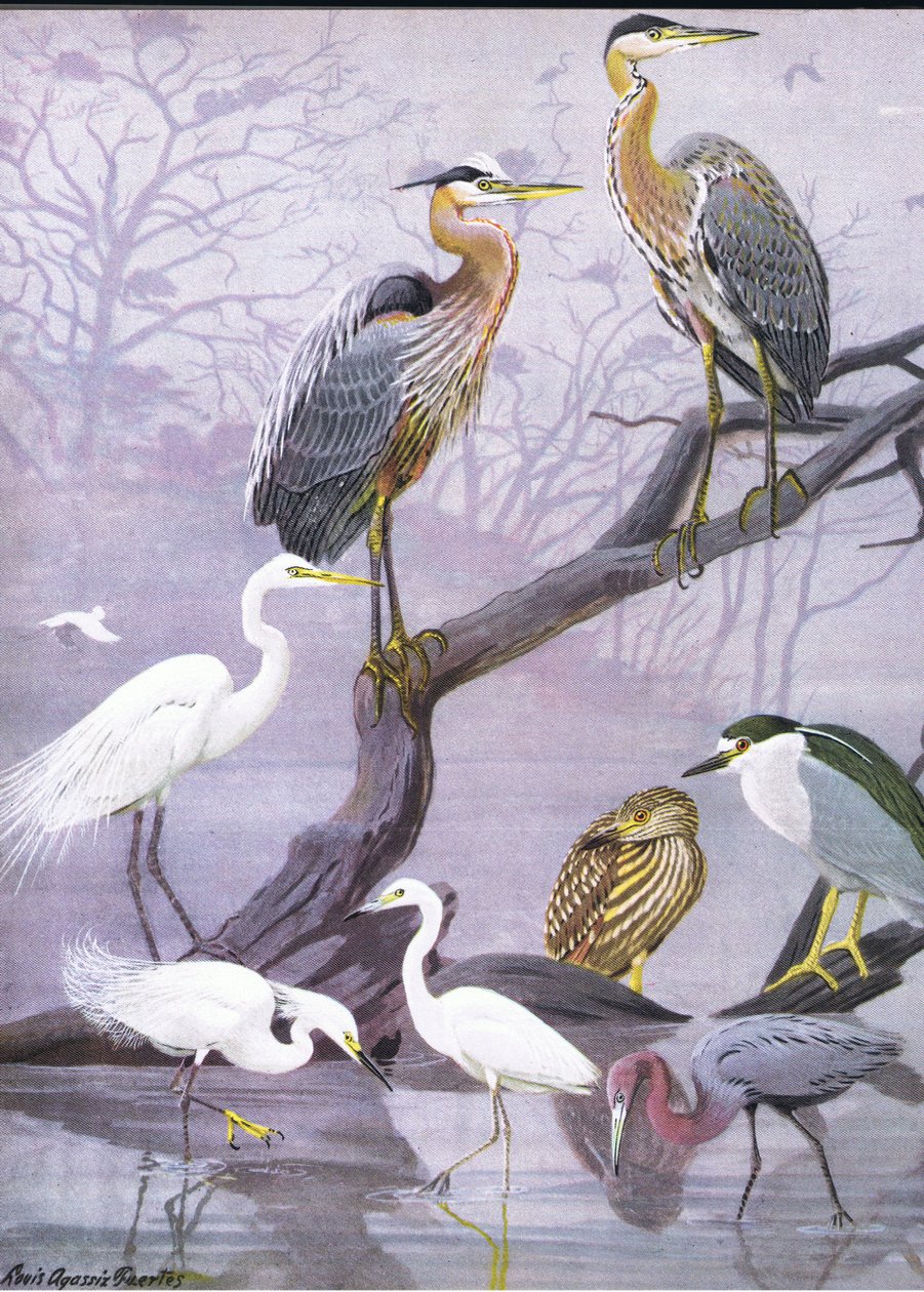 Ilustração da história natural de pássaros americanos do bar oriental e central de América Nort. por Bramhall House c.1970 de Louis Agassiz Fuertes
