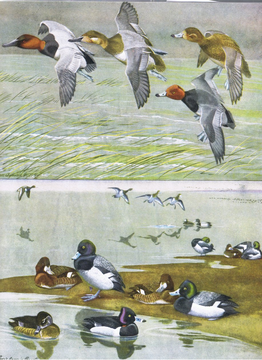Ilustração da história natural de pássaros americanos do bar oriental e central de América Nort. por Bramhall House c.1970 de Louis Agassiz Fuertes