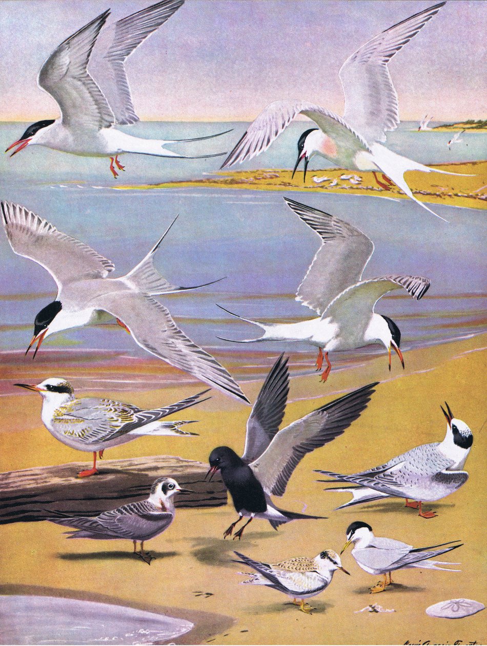 Ilustração da história natural de pássaros americanos do bar oriental e central de América Nort. por Bramhall House c.1970 de Louis Agassiz Fuertes