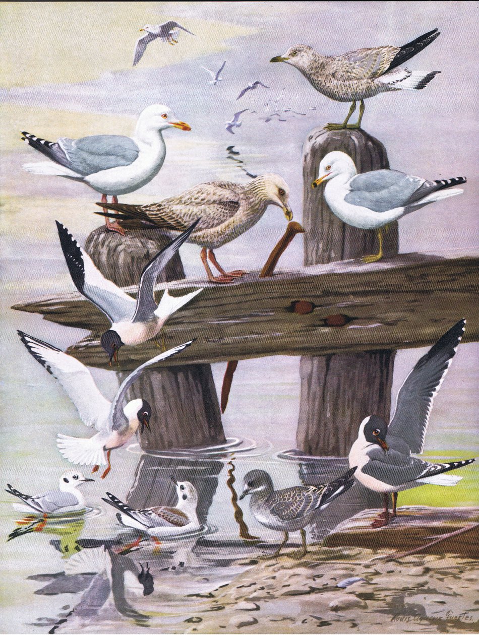 Ilustração da história natural de pássaros americanos do bar oriental e central de América Nort. por Bramhall House c.1970 de Louis Agassiz Fuertes
