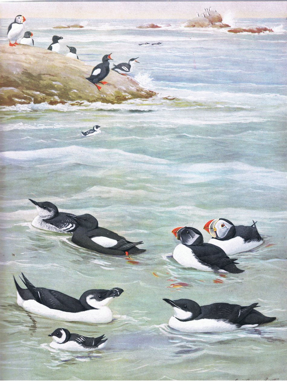 Ilustração da história natural de pássaros americanos do bar oriental e central de América Nort. por Bramhall House c.1970 de Louis Agassiz Fuertes