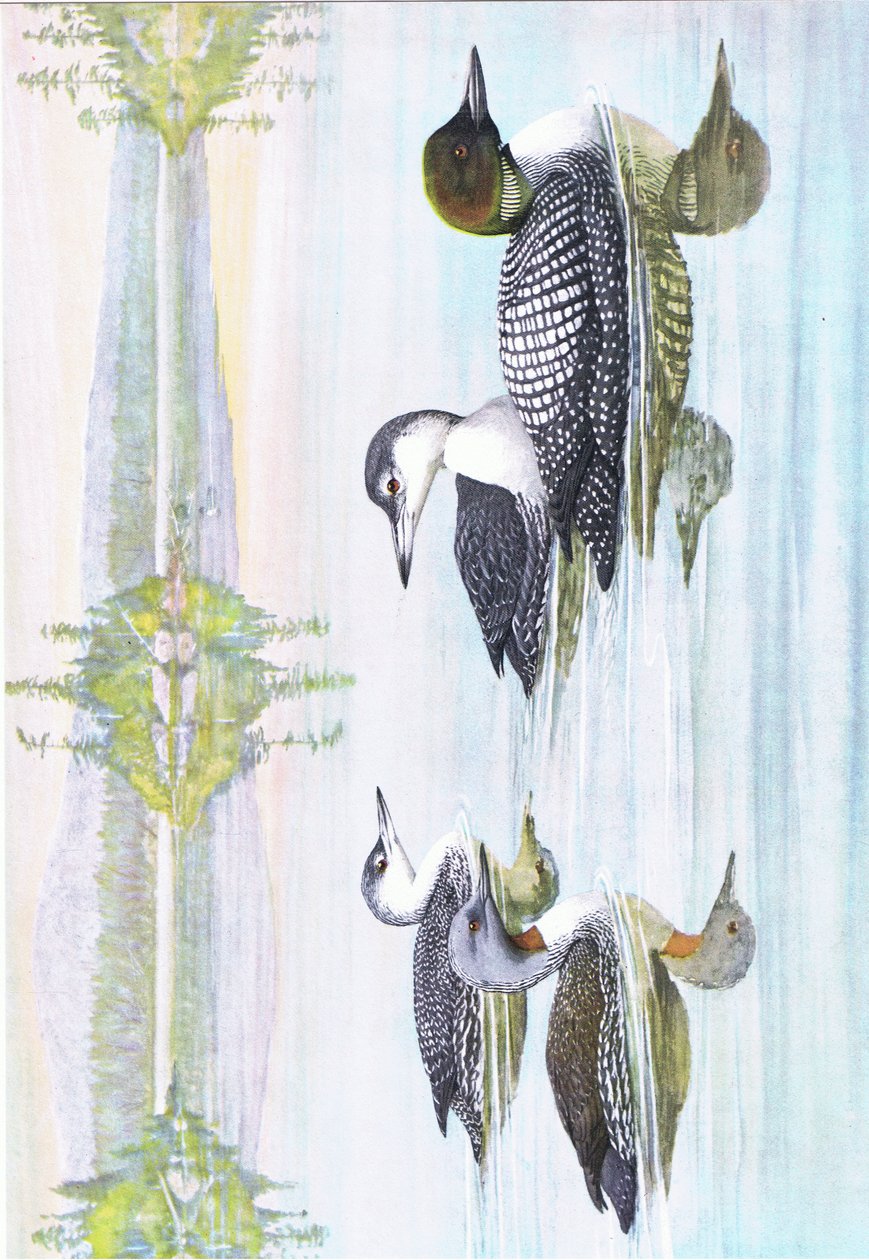 Ilustração da história natural de pássaros americanos do bar oriental e central de América Nort. por Bramhall House c.1970 de Louis Agassiz Fuertes