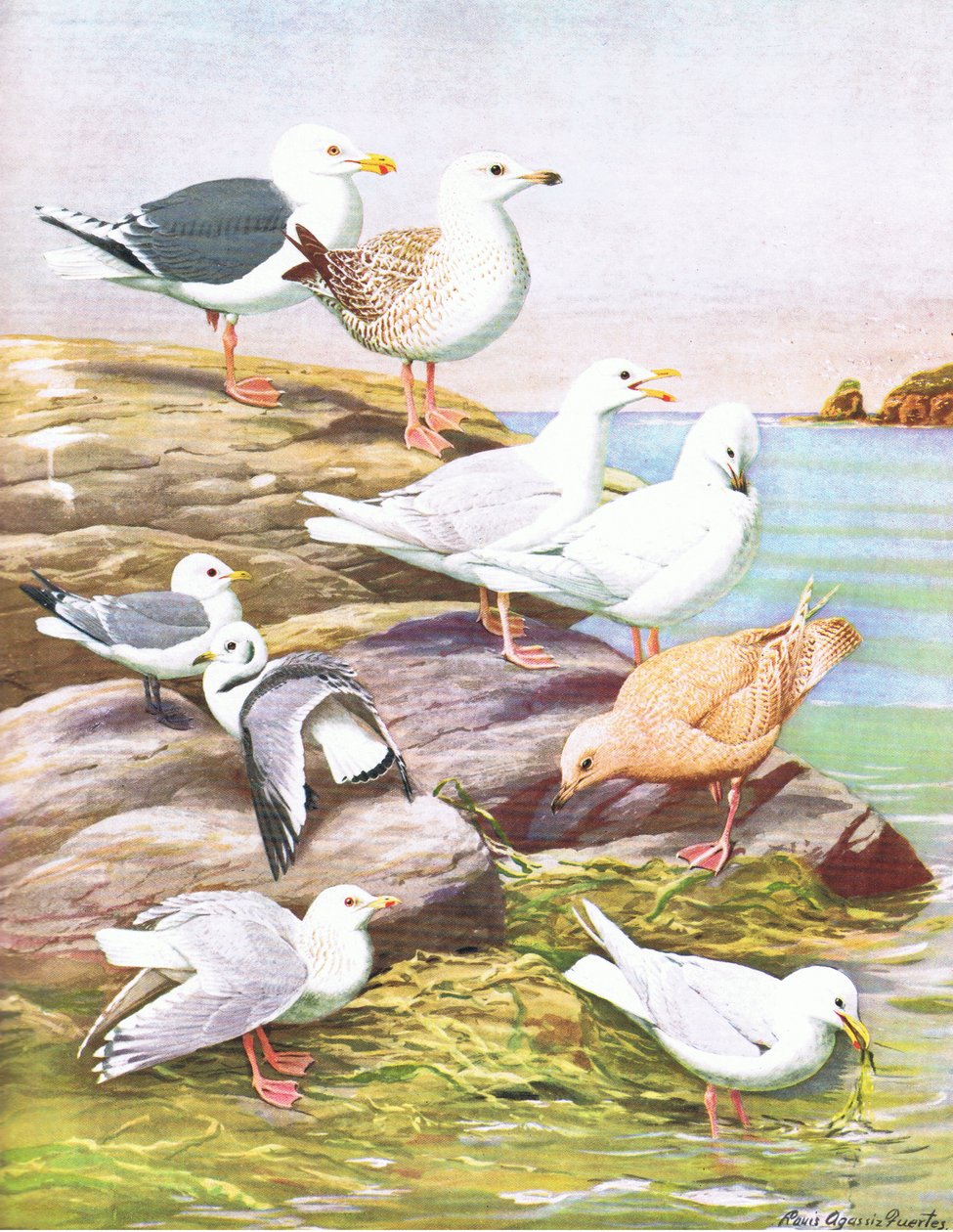 Ilustração da história natural de pássaros americanos do bar oriental e central de América Nort. por Bramhall House c.1970 de Louis Agassiz Fuertes