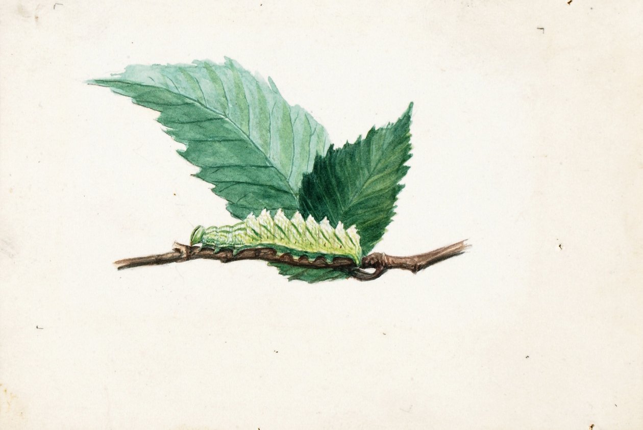 Jagged Leaf Edge Caterpillar, estudo para o livro Concealing Coloration in the Animal Kingdom de Louis Agassiz Fuertes