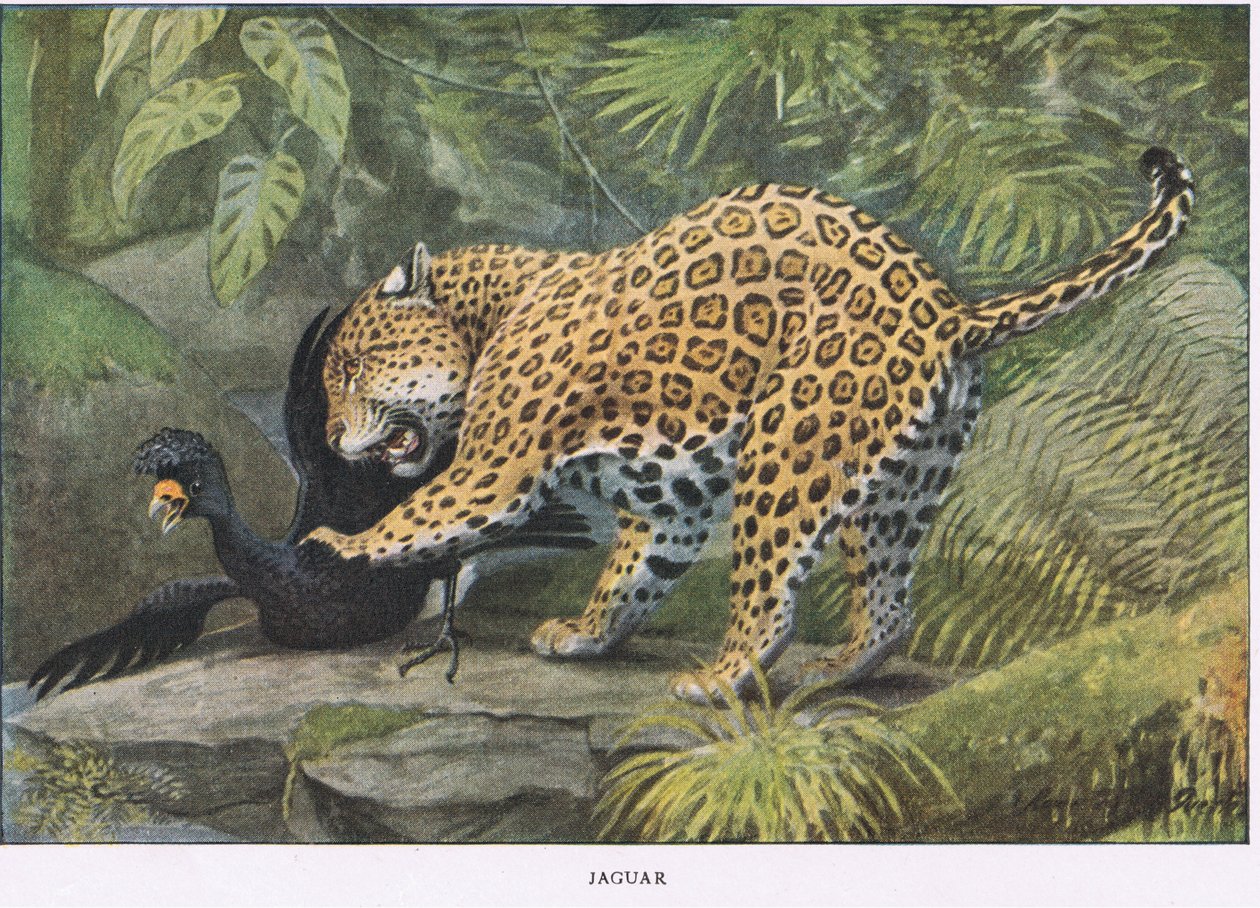 Jaguar de Louis Agassiz Fuertes
