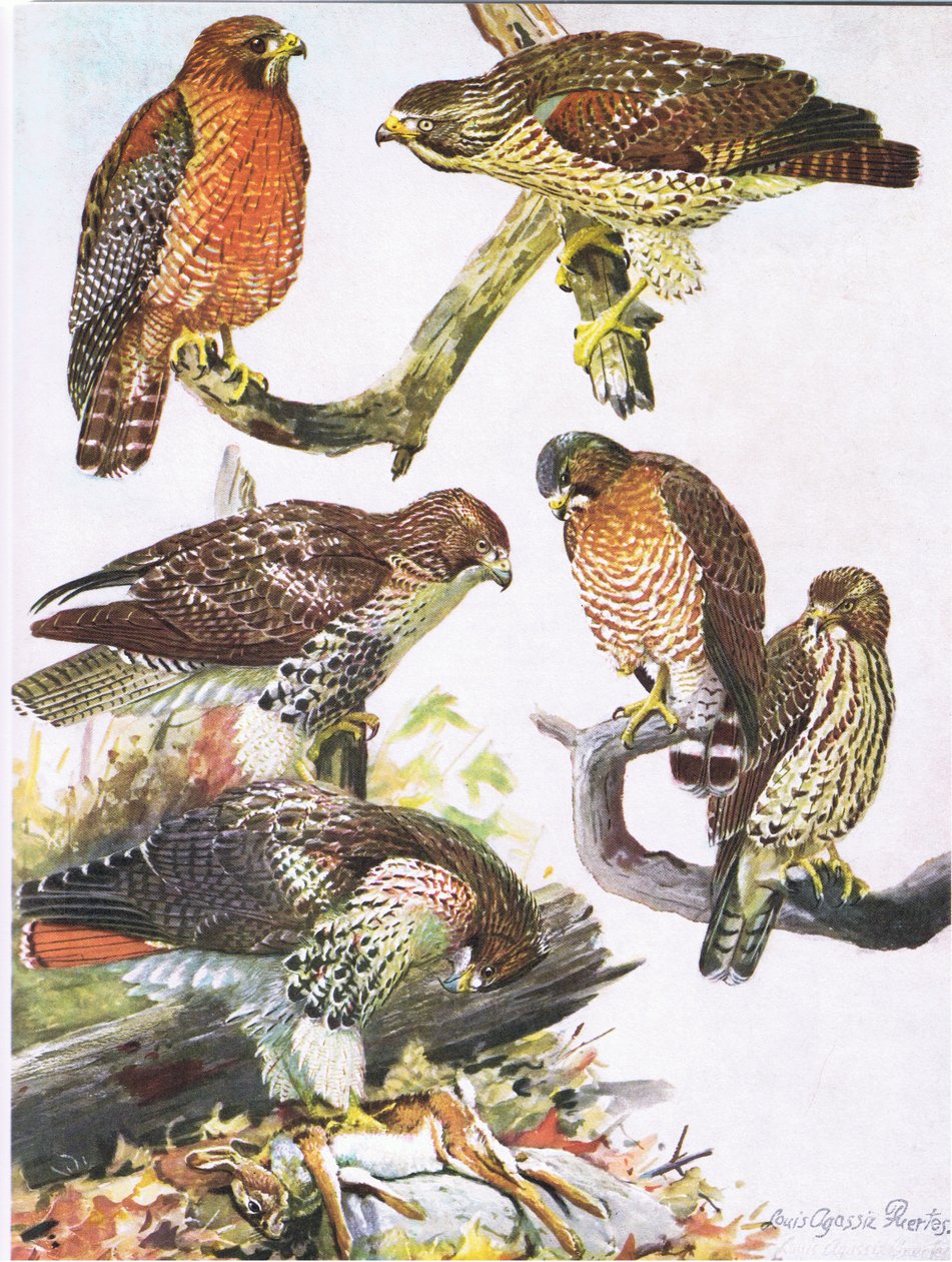 Norte vermelho, ombro falcão, oriental vermelho, falcão atado, largo, winged, falcão de Louis Agassiz Fuertes