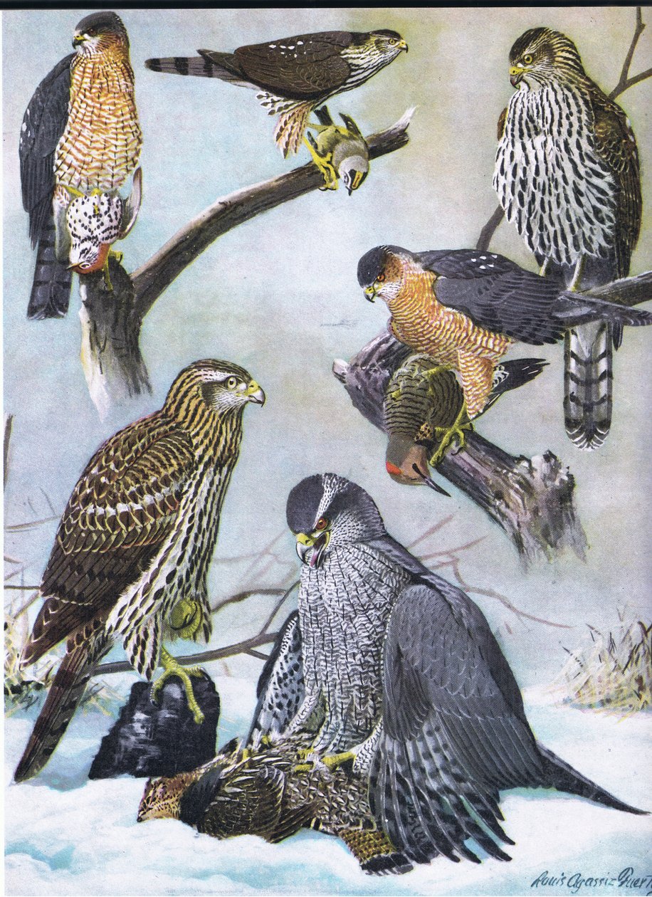 Falcão de pele clara, Coopers Falcão, Oriental Goshawk de Louis Agassiz Fuertes