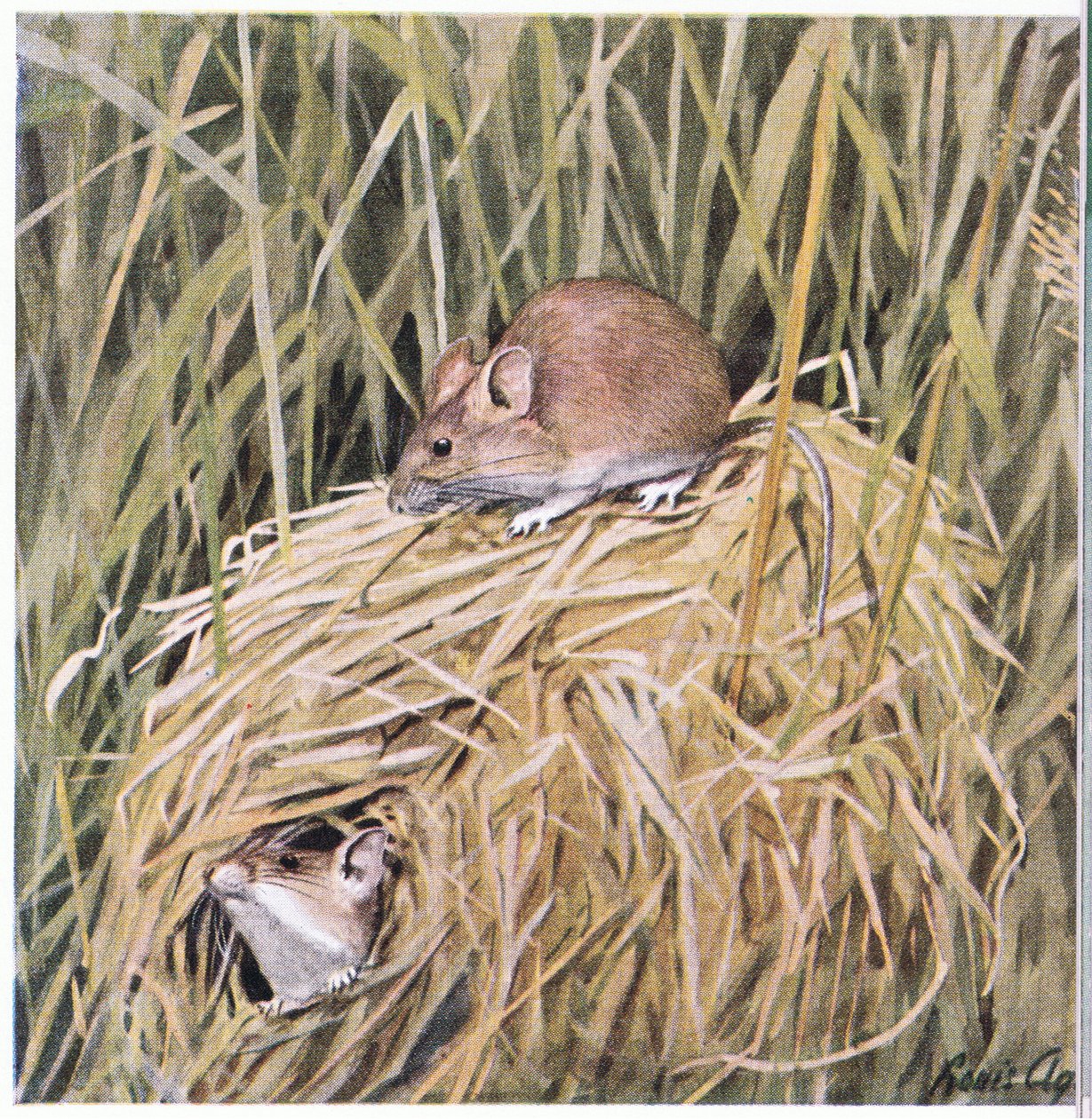 Western Harvest Mouse vive e reproduz um ninho gramado de Louis Agassiz Fuertes