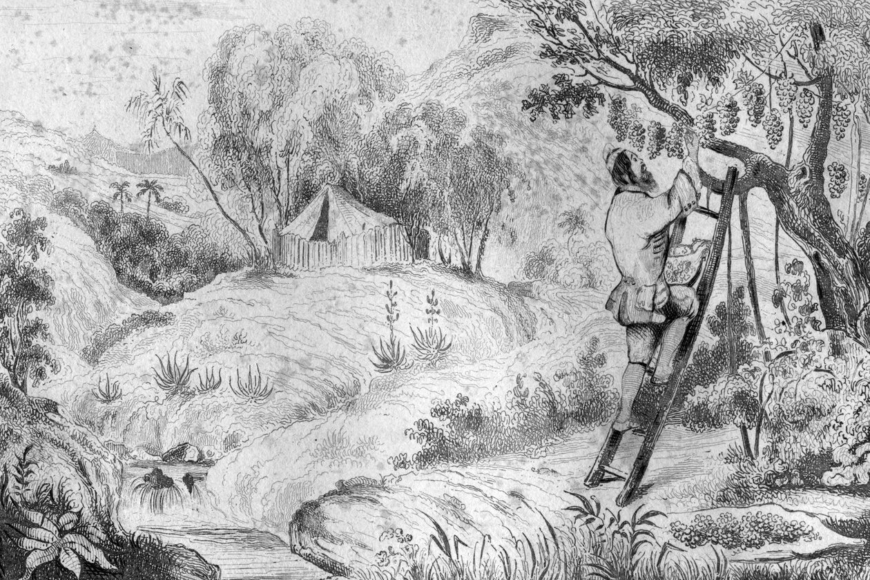 Eu tinha mais de duzentos cachos... gravados depois do desenho de M. de Sainson para o Livro de Daniel Defoe (De foe) "Robinson Crusoe" edição francesa de 1837. de Louis Auguste de Sainson
