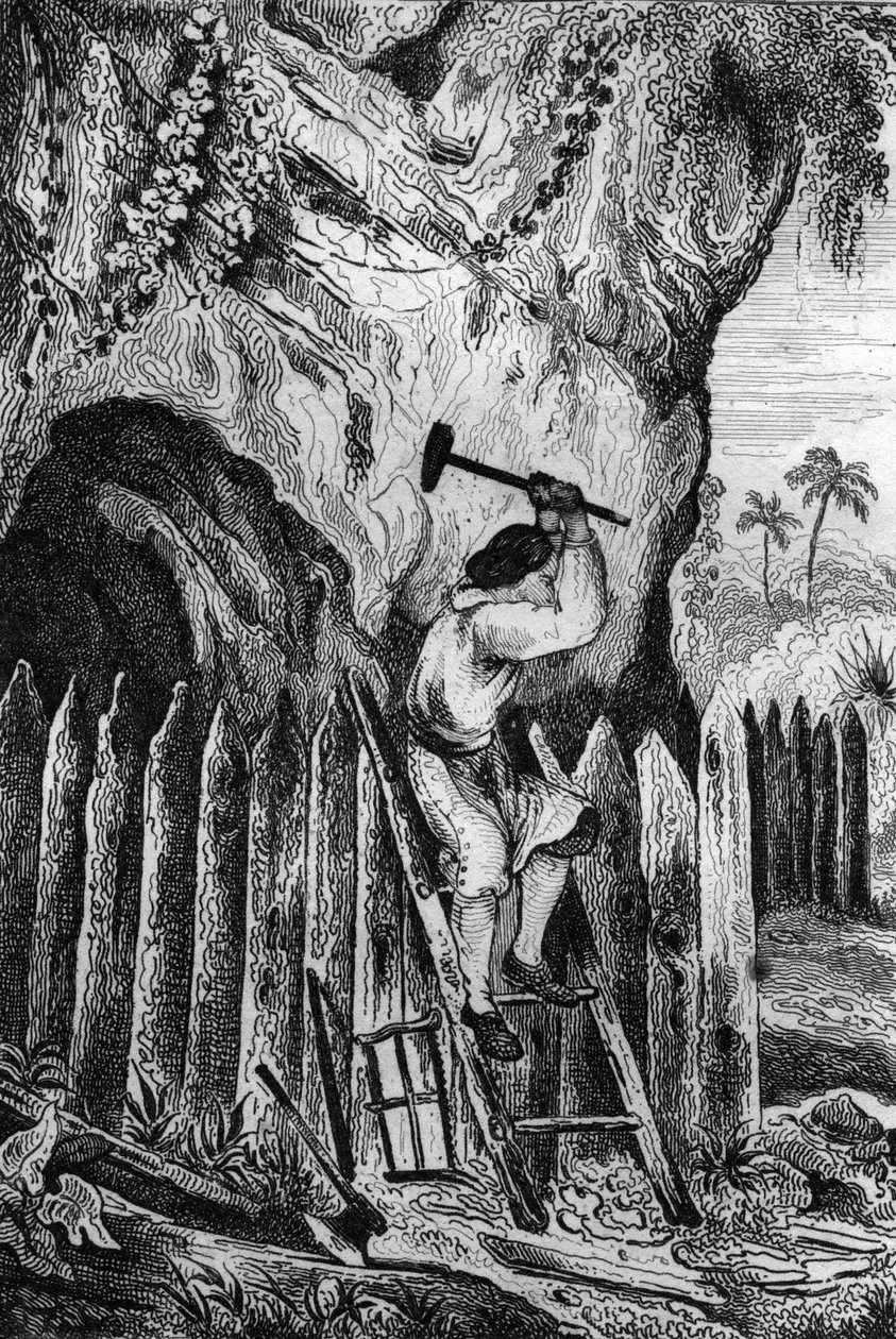 Plantei dez filas de paliçadas. gravando depois do desenho de M. de Sainson para o Livro de Daniel Defoe (De foe) "Robinson Crusoe" edição francesa de 1837. de Louis Auguste de Sainson