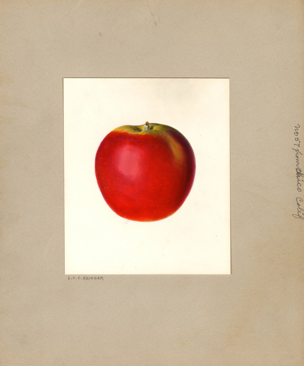 Maçã (Malus domestica: No. 57) (aguarela) de Louis Charles Christopher Krieger