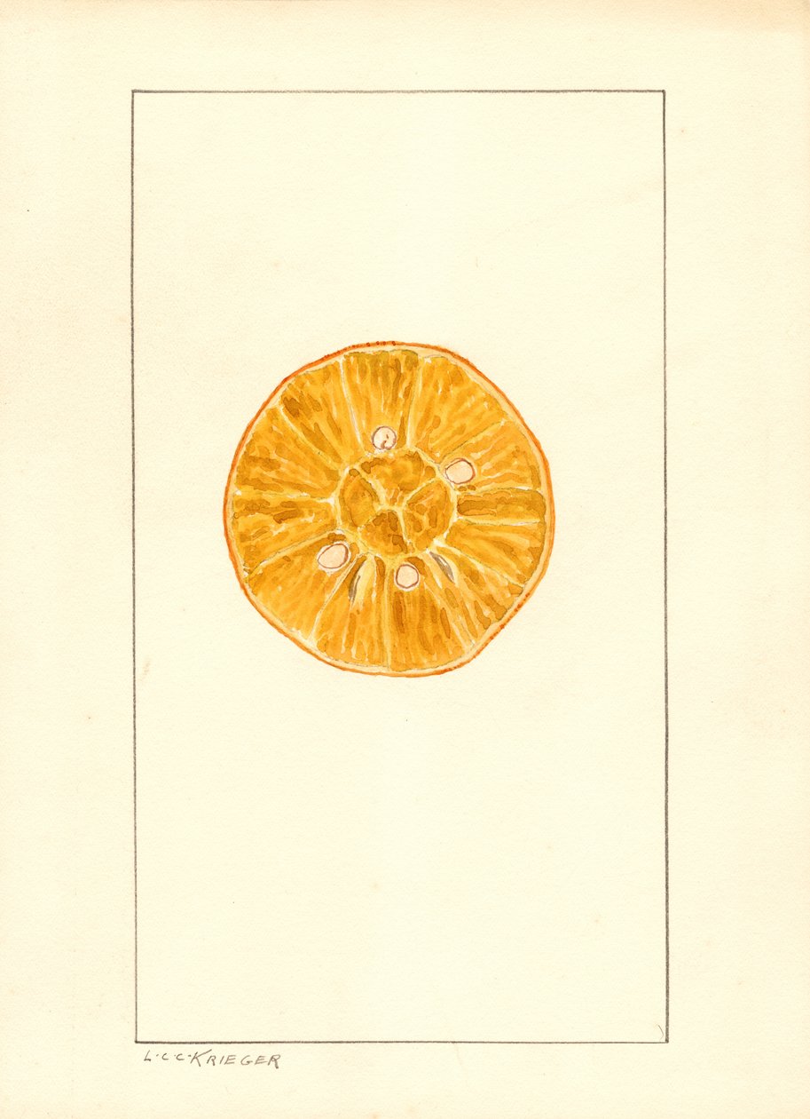 Laranja (Citrus sinensis) (aguarela) de Louis Charles Christopher Krieger