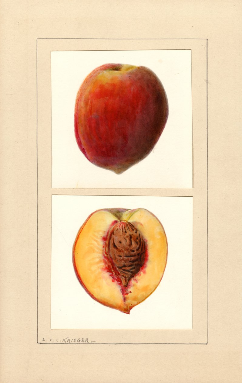 Pêssegos (Prunus persica: Número 10) (aguarela) de Louis Charles Christopher Krieger
