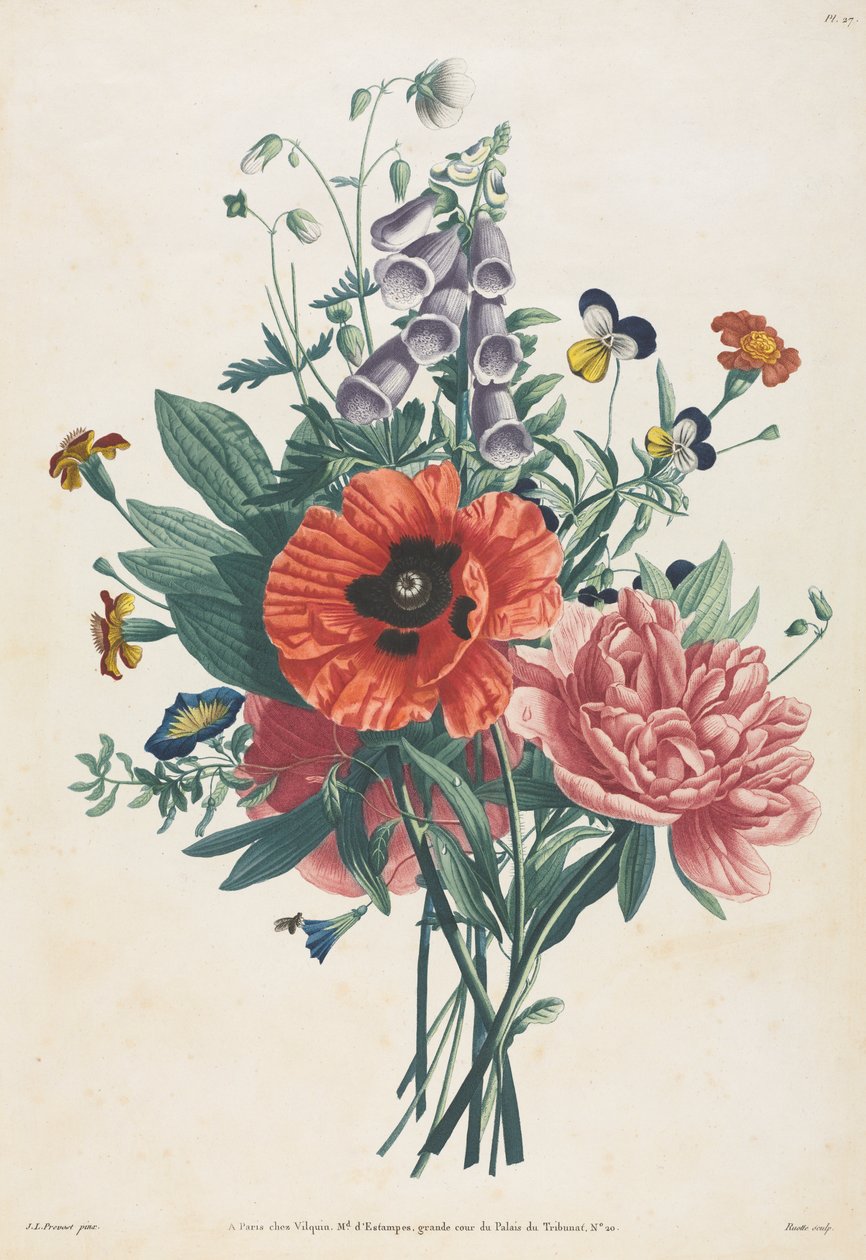 Coleção de flores e frutas pintadas segundo a natureza: buquê de dedaleira, clematite, amor-perfeito, peônia, papoula e lírio amarelo de Louis Charles Ruotte