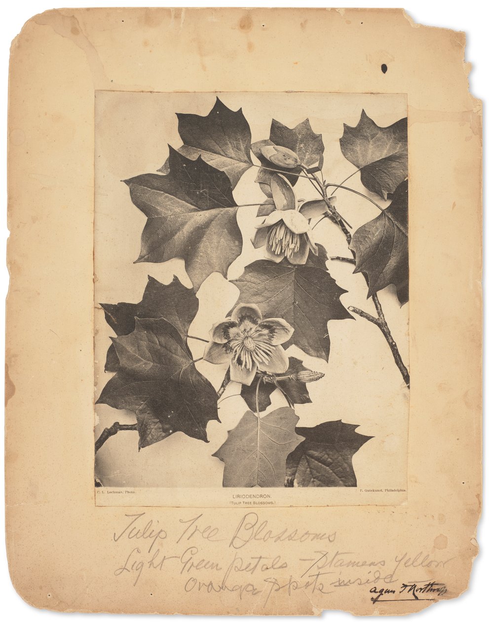Estúdios Tiffany, c.1898-1920 (fotografia a preto e branco) de Louis Comfort Tiffany