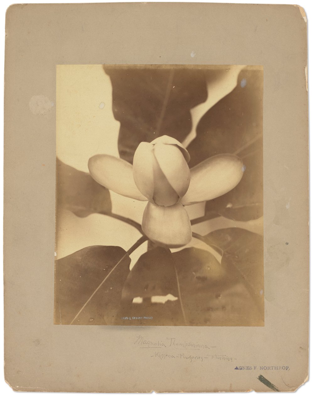 Estúdios Tiffany, c.1898-1920 (fotografia a preto e branco) de Louis Comfort Tiffany