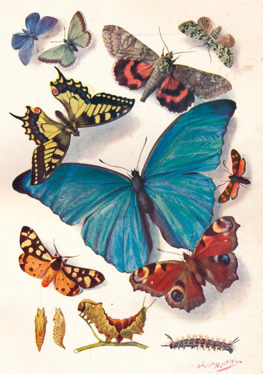 Exemplo de ilustração em bloco de cores para trabalhos científicos, c1903. de Louis Fairfax Muckley