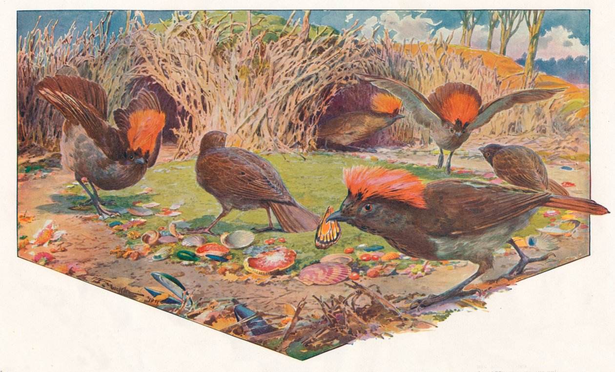 Jardineiro Bower Birds, 1911, 1911 de Louis Fairfax Muckley