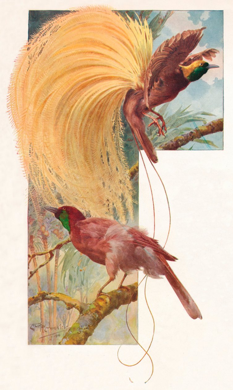 Grandes Aves do Paraíso, 1910, 1911 de Louis Fairfax Muckley