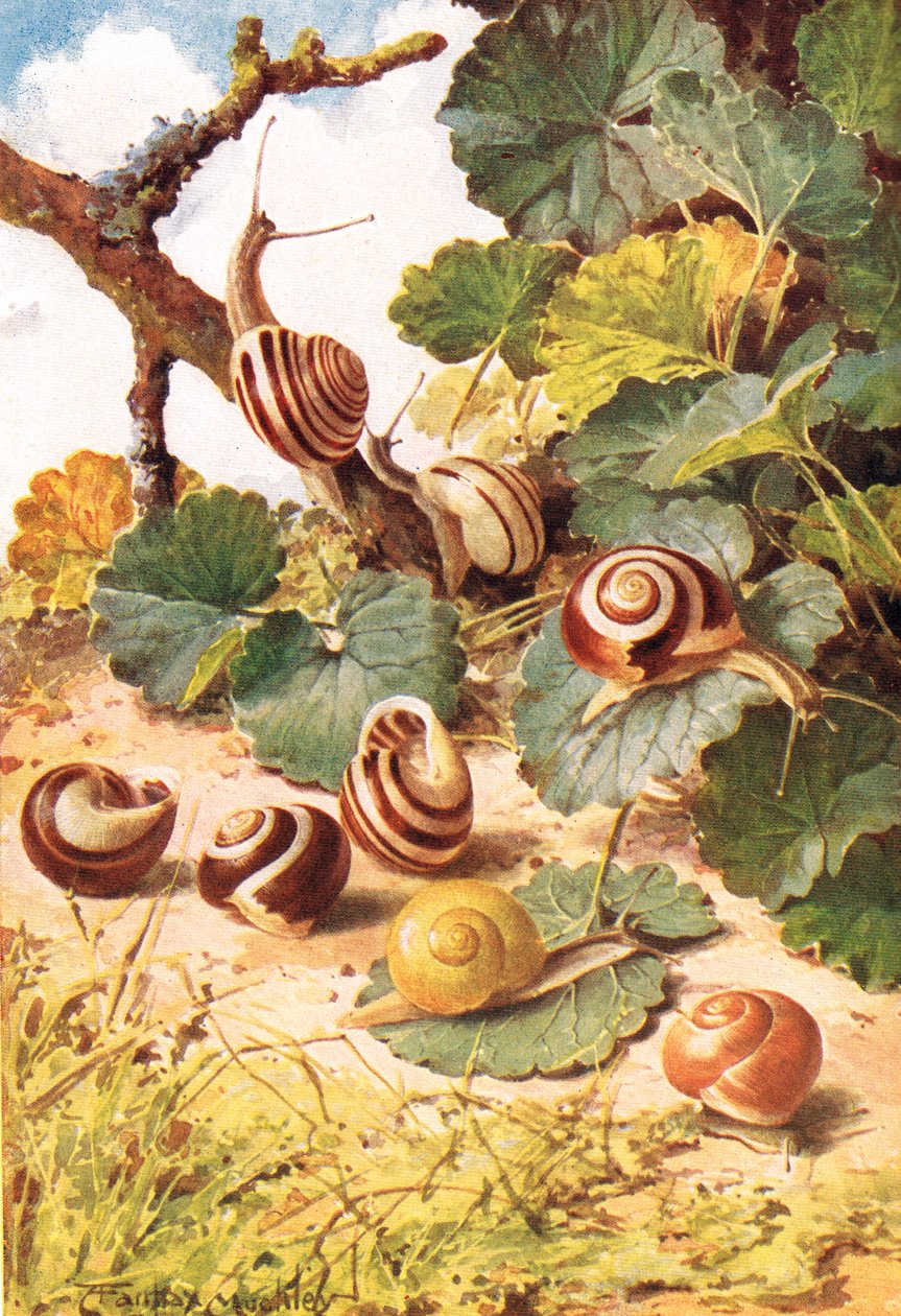 Caracóis terrestres, ilustração de 