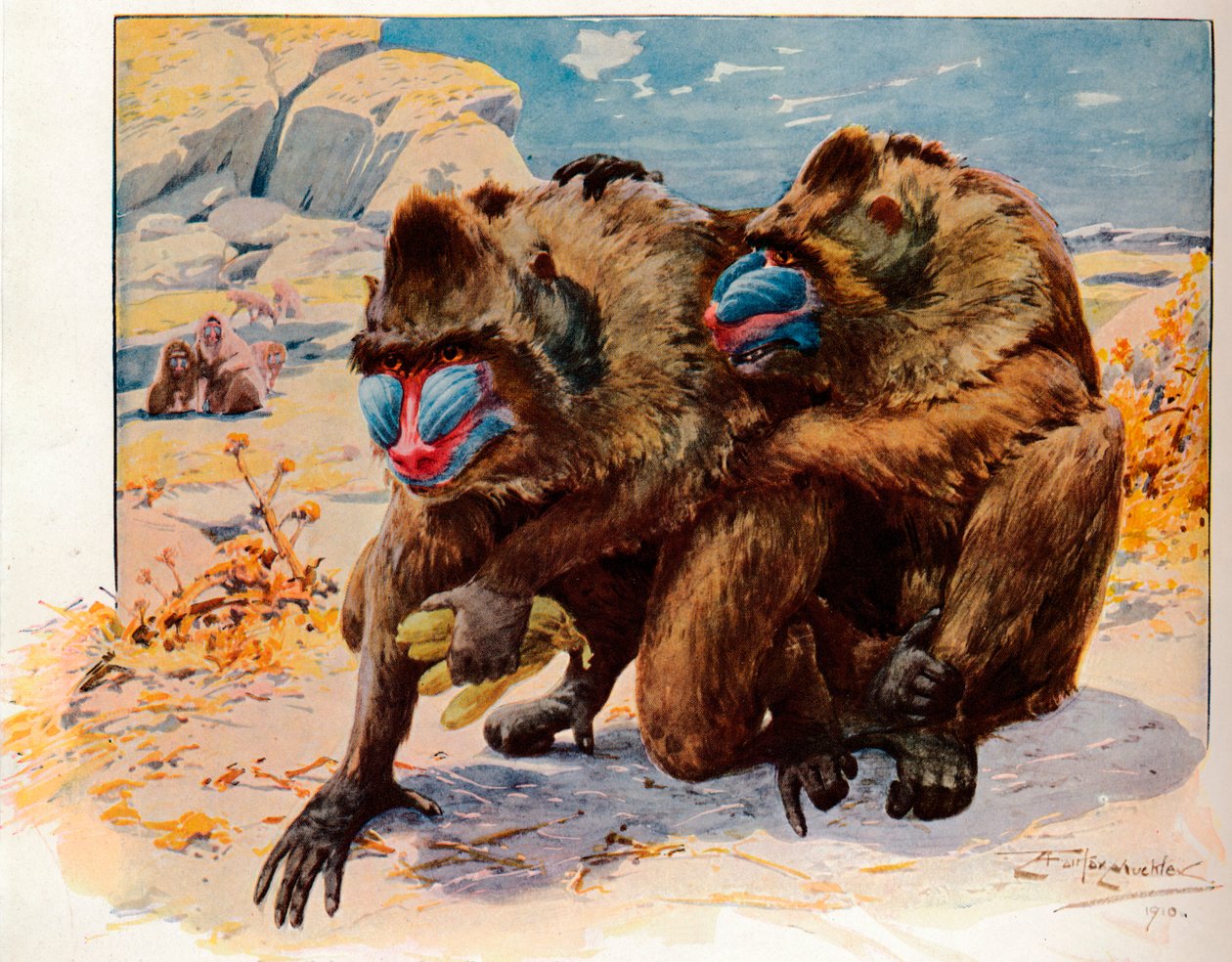 Mandrills, 1910, 1911 de Louis Fairfax Muckley