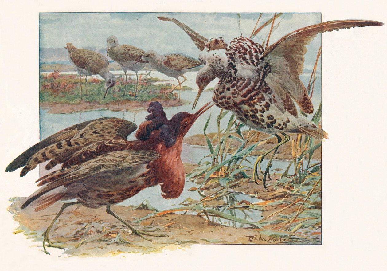 Ruffs e Reeves, c1910, 1911 de Louis Fairfax Muckley
