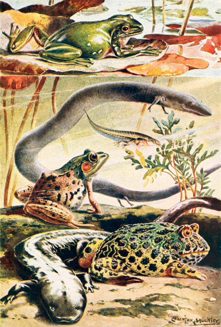 Seis anfíbios típicos (litografia a cores) de Louis Fairfax Muckley