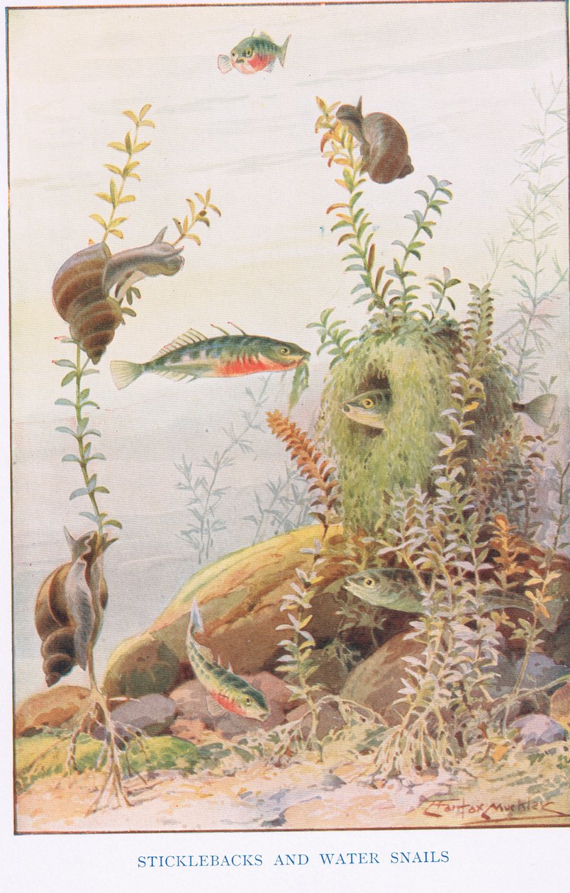 Sticklebacks e Caracóis de Água, ilustração de 