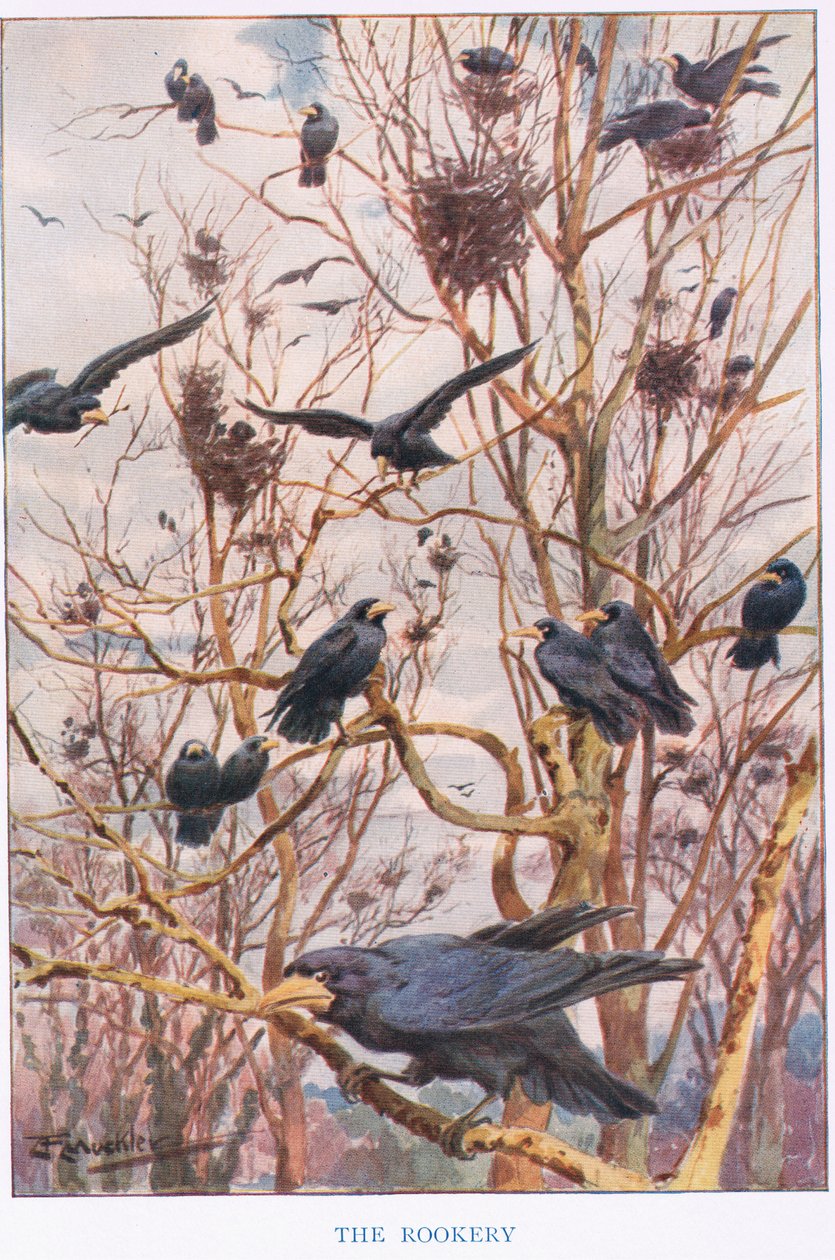 A Rookery, ilustração de 