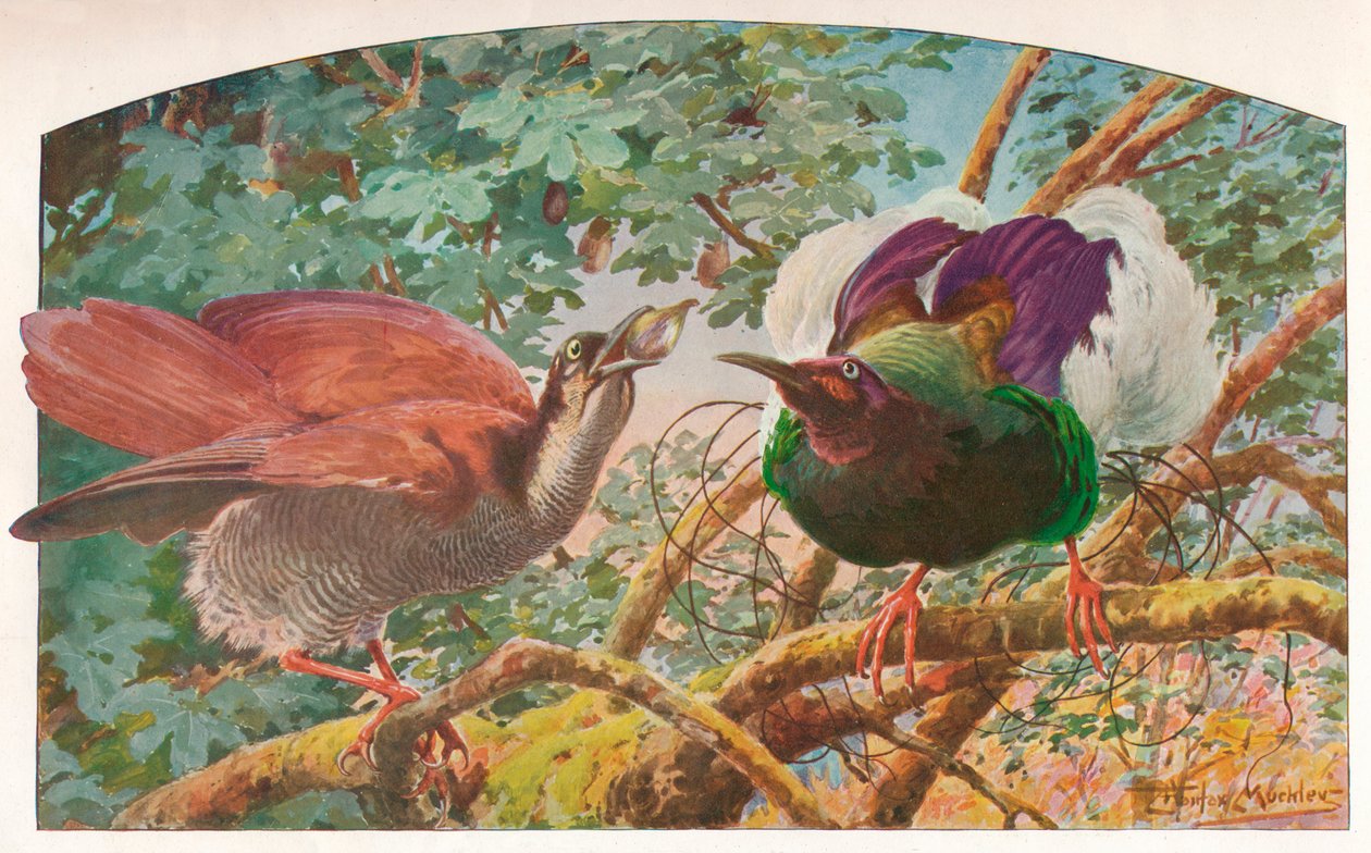 Pássaros do Paraíso, com doze fios, c1910, 1911 de Louis Fairfax Muckley