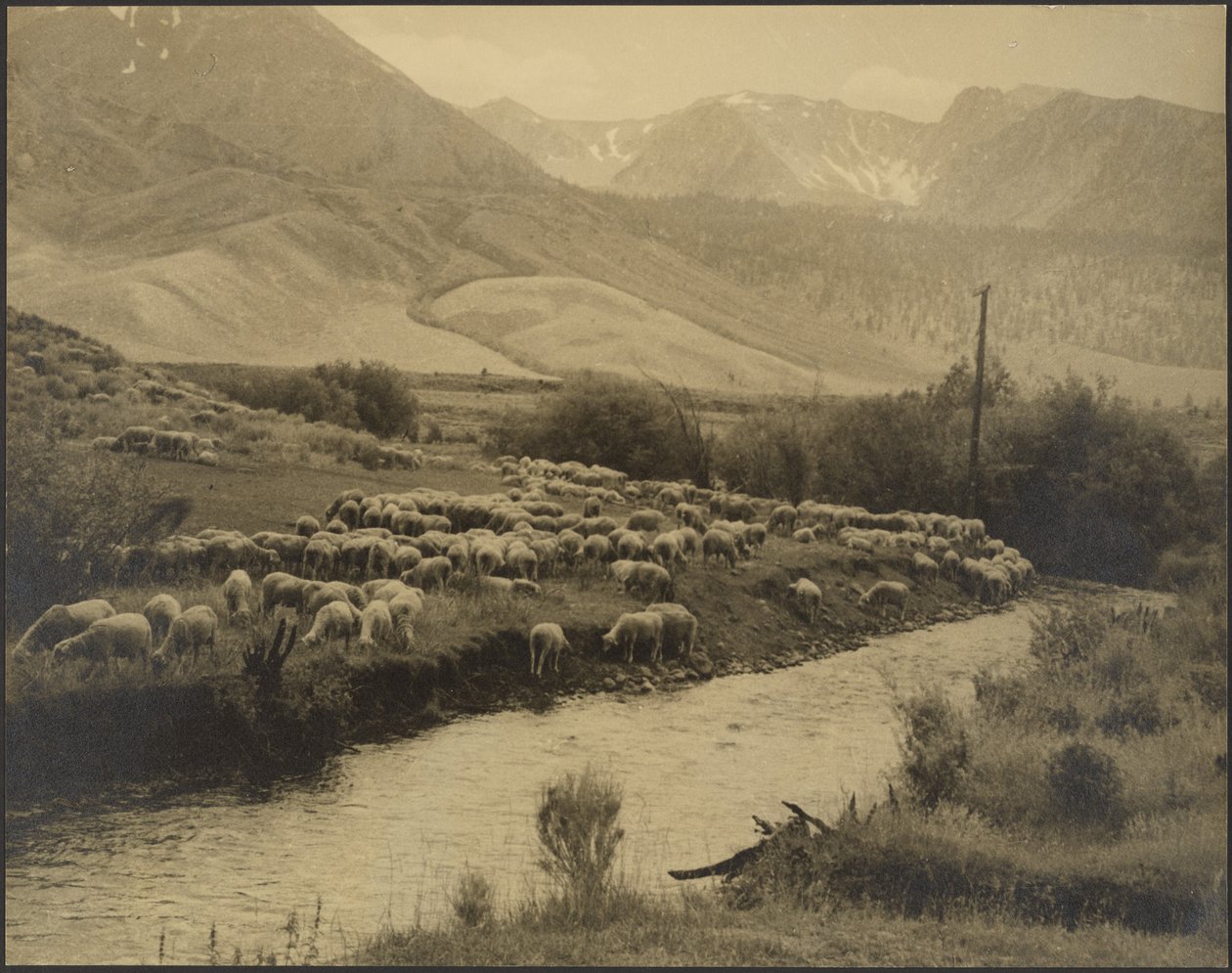 Um prado de montanha de Louis Fleckenstein