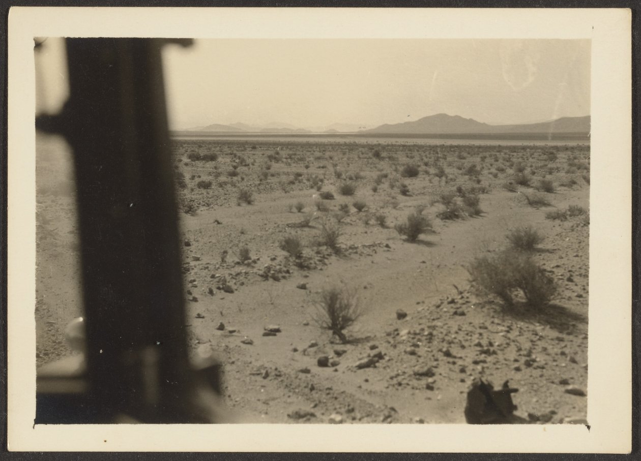 [Plantas do deserto de Amargosa]. de Louis Fleckenstein