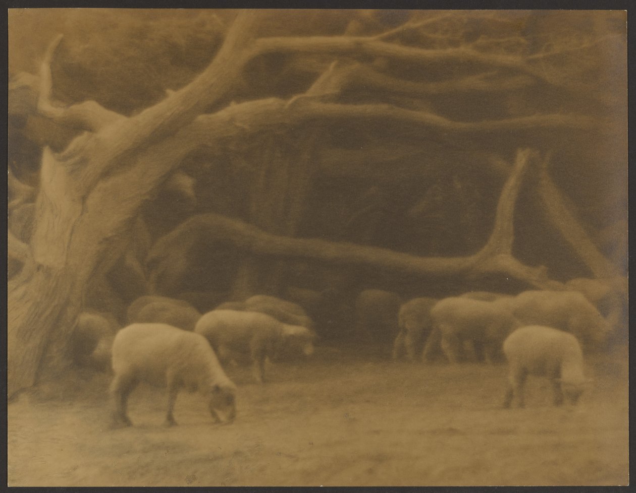 Um bosque antigo de Louis Fleckenstein