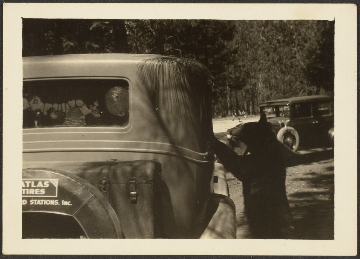 [Urso no carro]. de Louis Fleckenstein