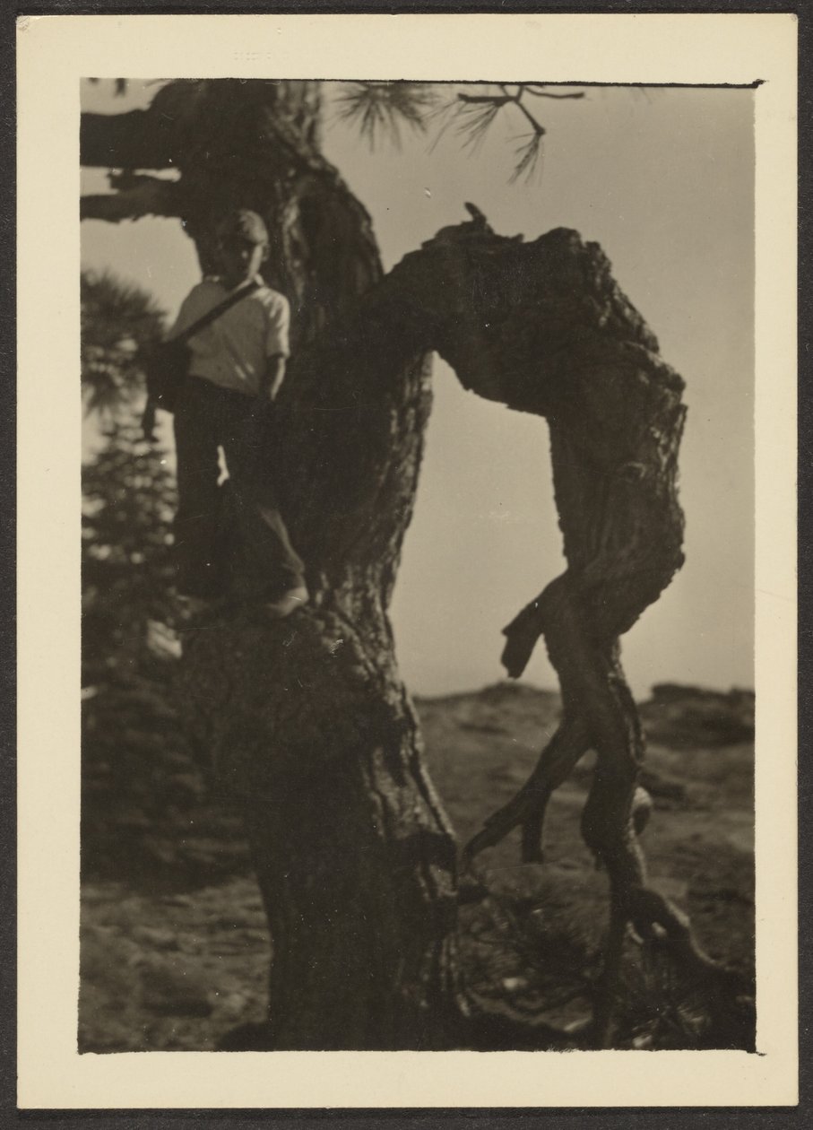 [Bobby on Knot of Pine Tree] de Louis Fleckenstein