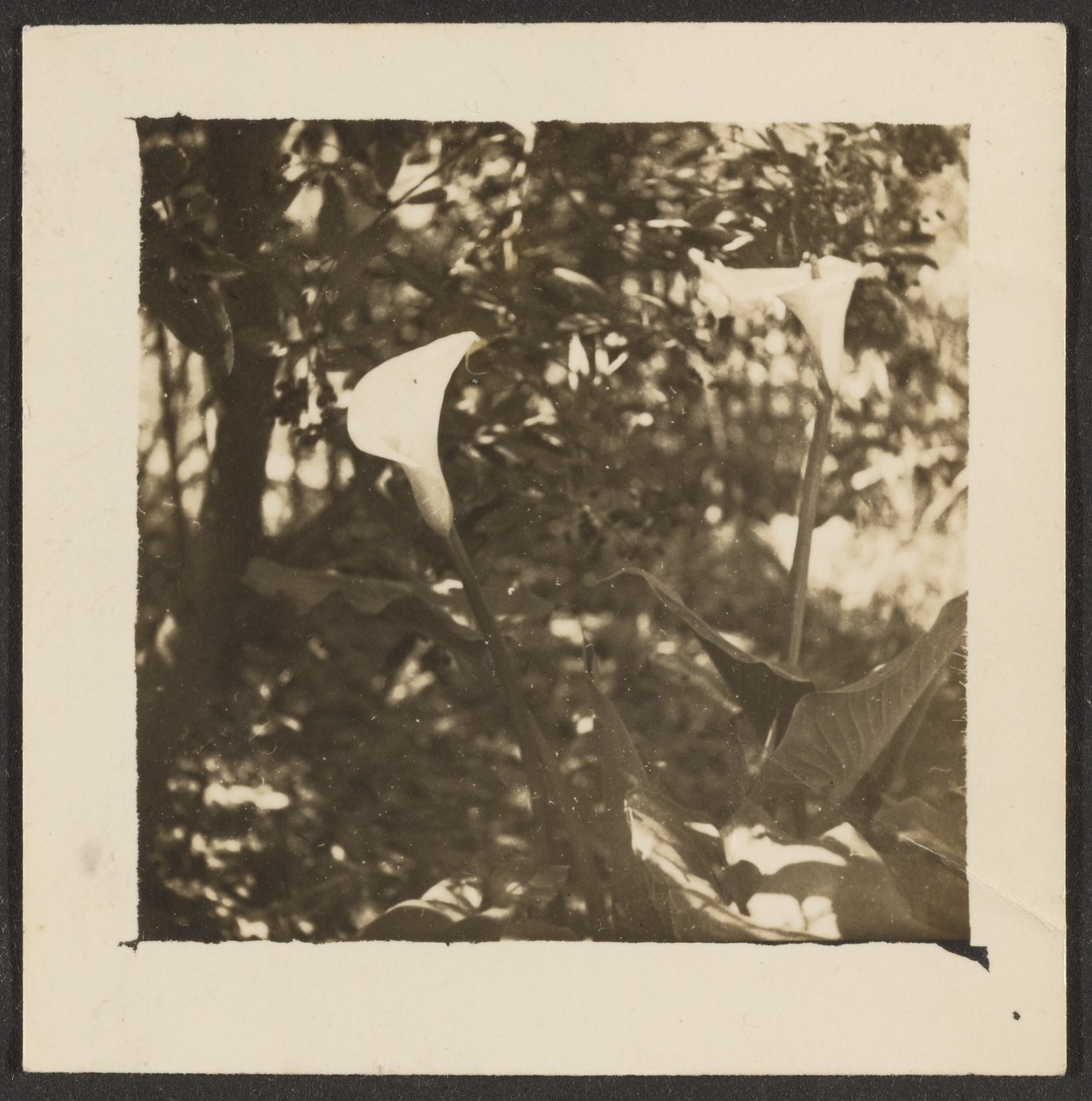[Lírios de calla]. de Louis Fleckenstein