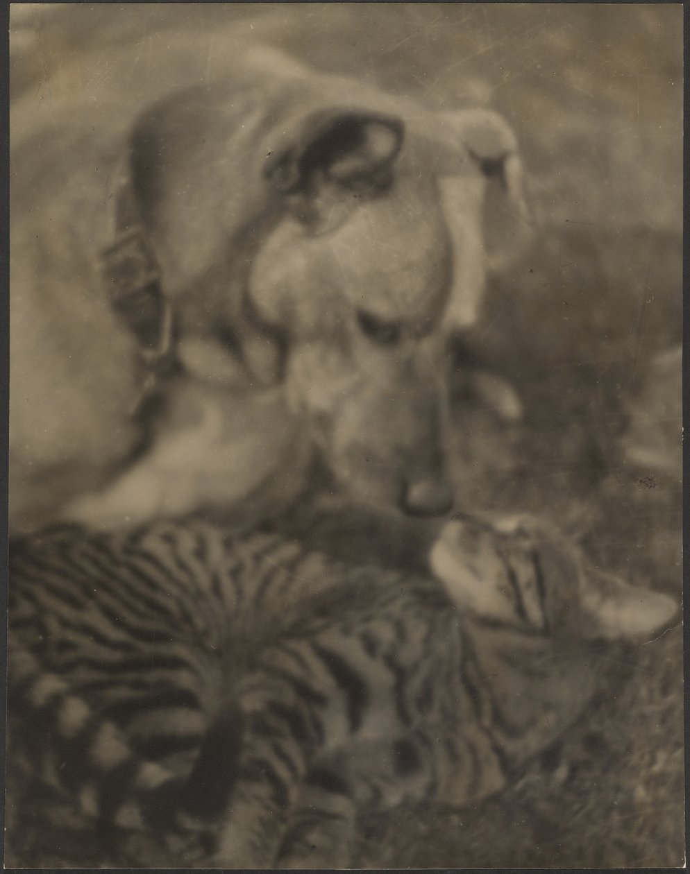 [Gato e Cão] de Louis Fleckenstein