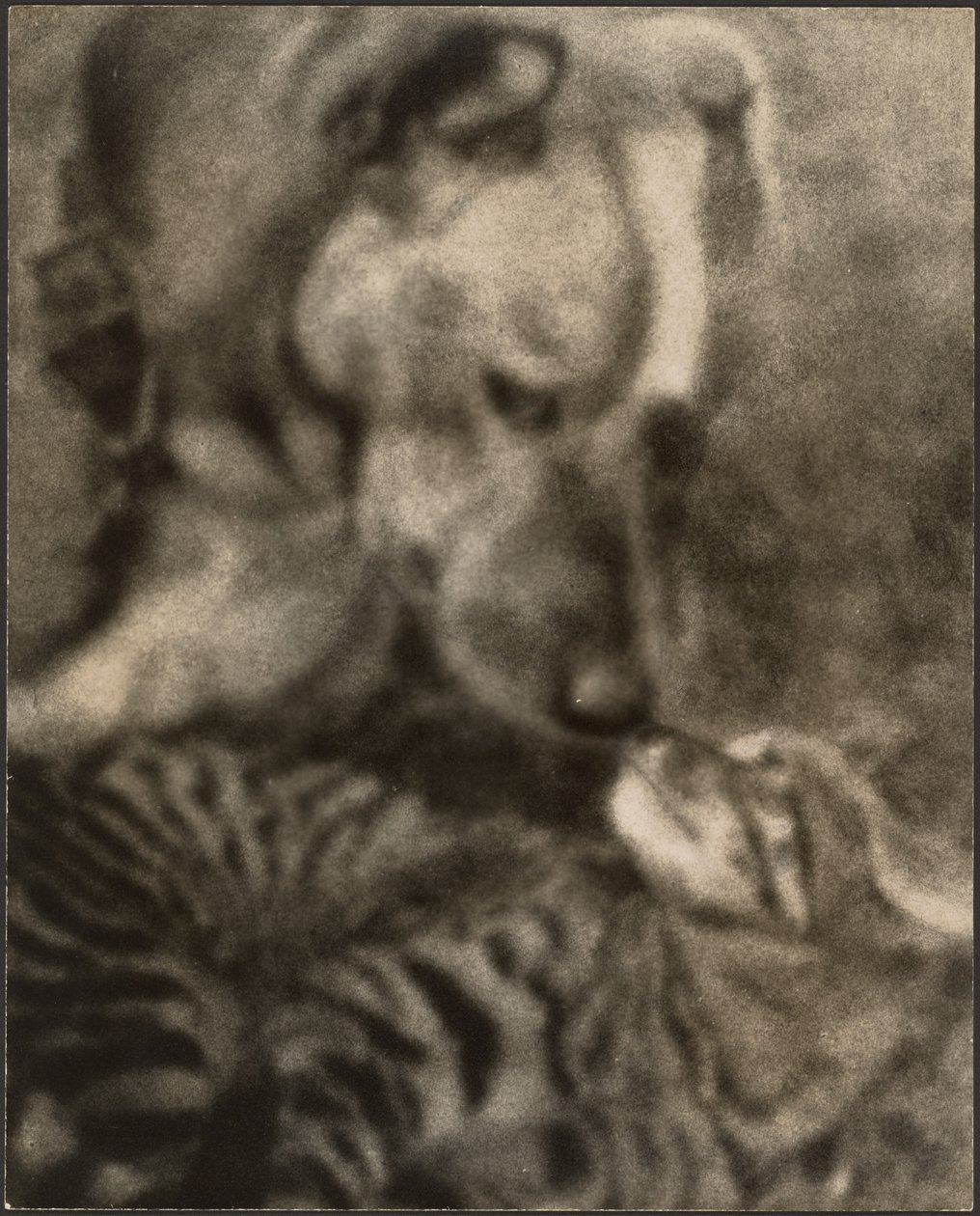 [Gato e Cão] de Louis Fleckenstein