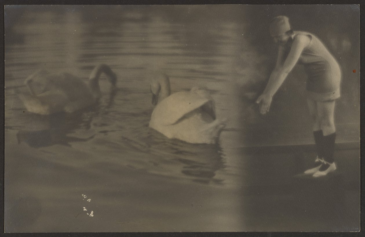 [Composição de cisnes e mergulhador]. de Louis Fleckenstein