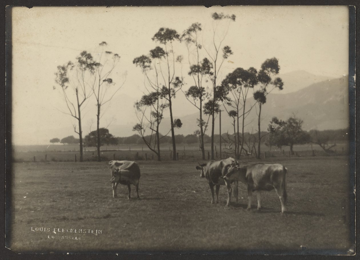 Vacas num campo de Louis Fleckenstein