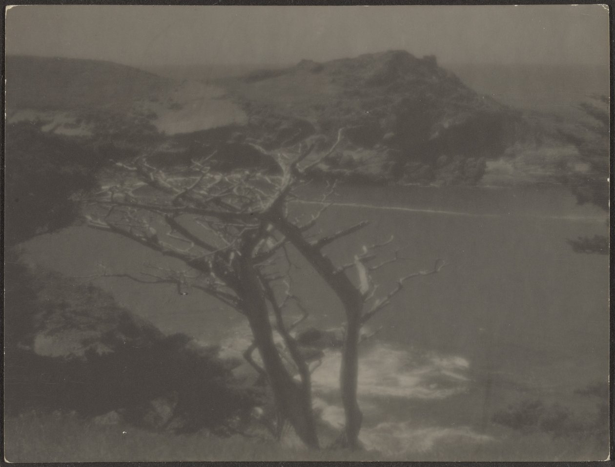 [Cipreste na Costa]. de Louis Fleckenstein