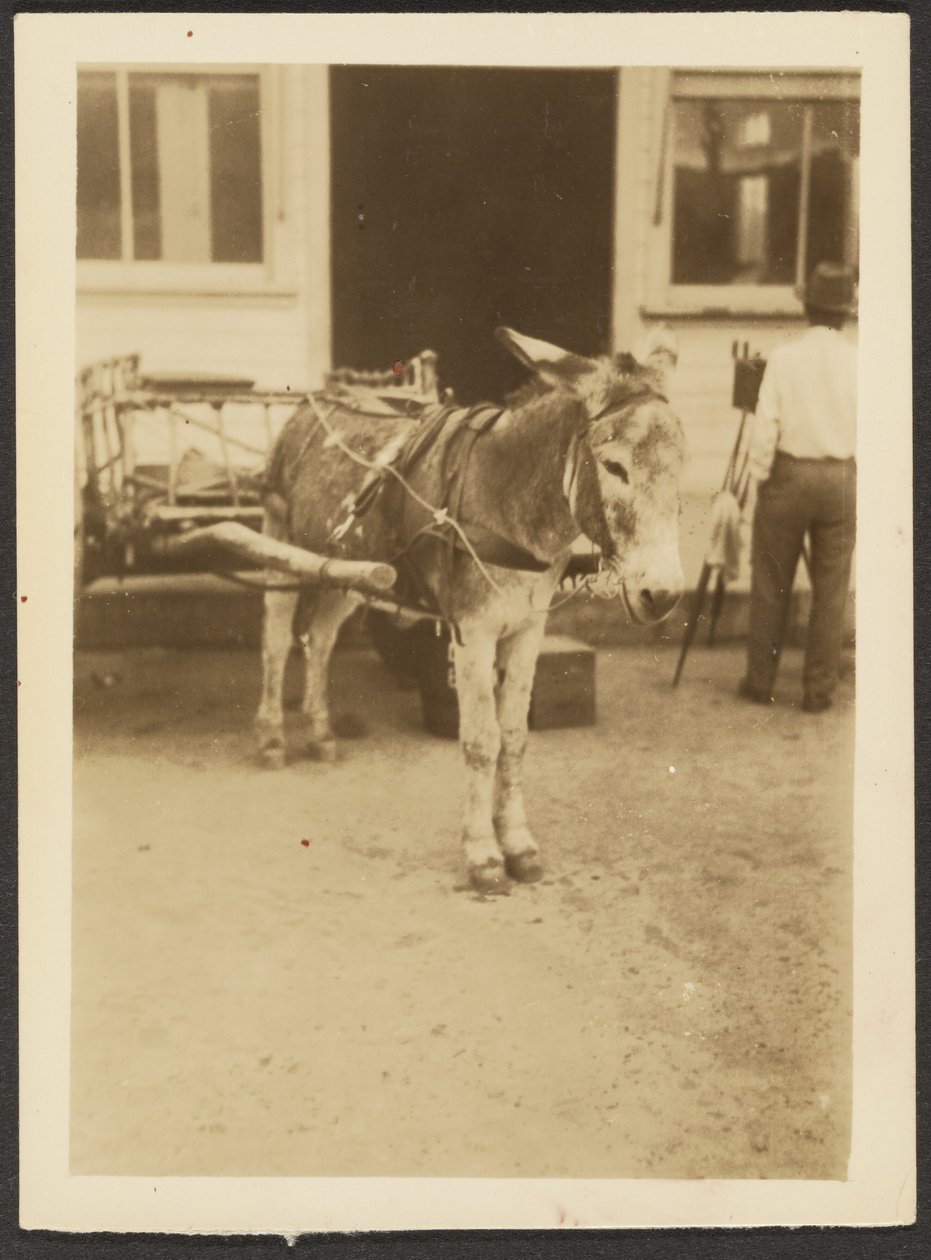 [Burro e carroça]. de Louis Fleckenstein