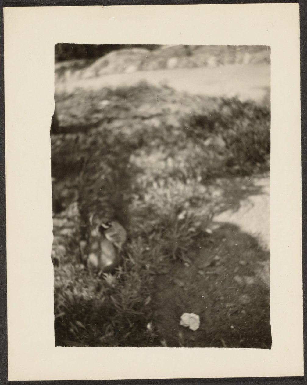 [Pato em paisagem]. de Louis Fleckenstein