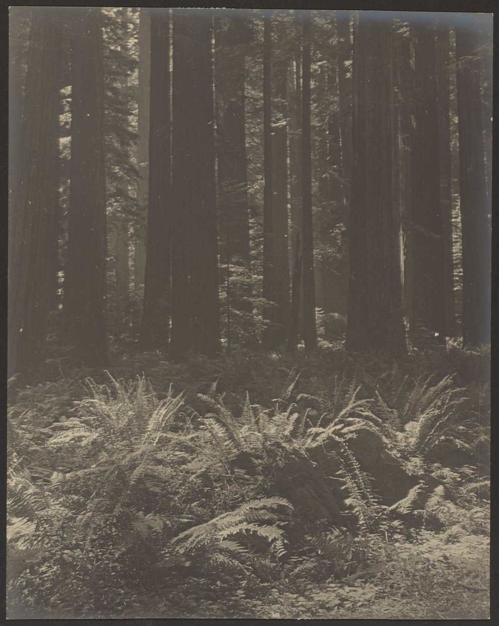 [Feto no bosque] de Louis Fleckenstein