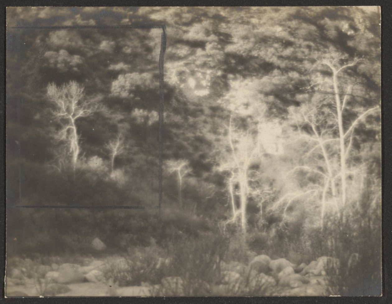 [Paisagem com árvores claras] de Louis Fleckenstein