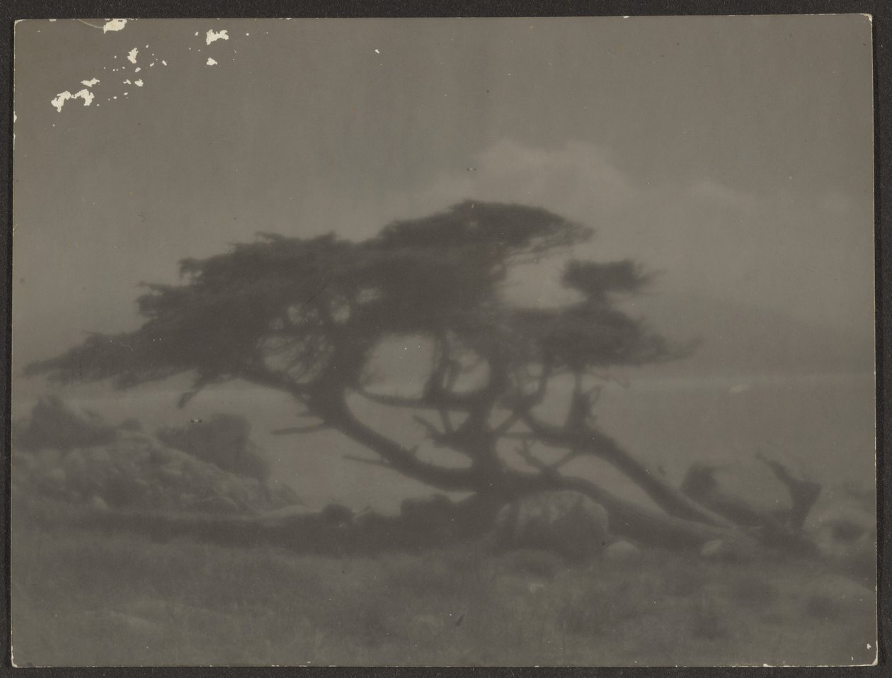 [Paisagem com cipreste]. de Louis Fleckenstein