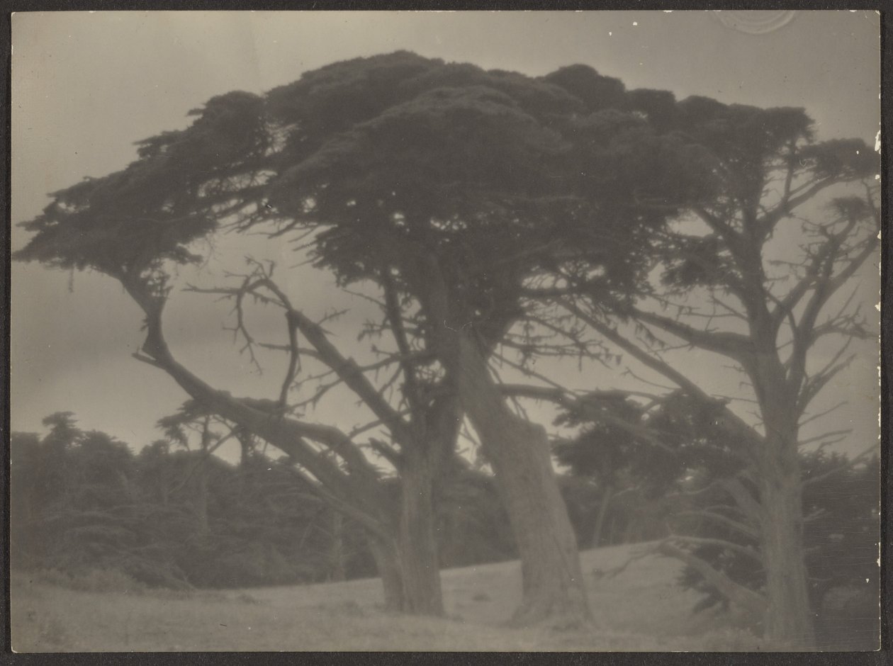 [Paisagem com ciprestes]. de Louis Fleckenstein