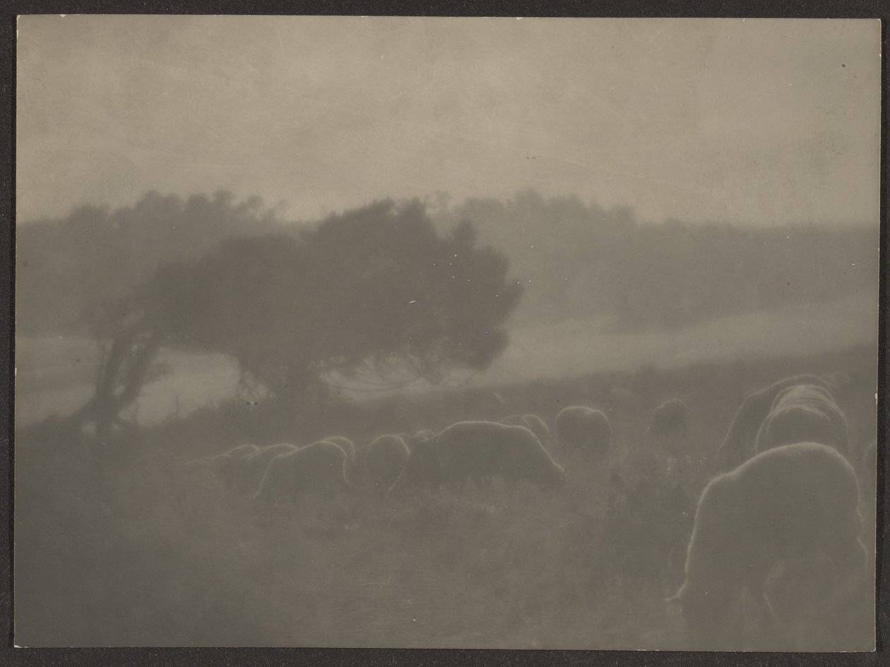 [Paisagem com ovelhas]. de Louis Fleckenstein